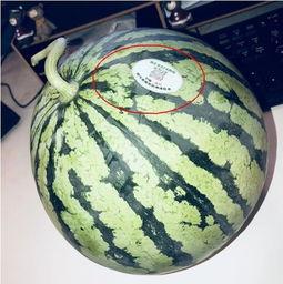 网红吃瓜合集,盘点娱乐圈最新热点事件 第1张 网红吃瓜合集,盘点娱乐圈最新热点事件 第1张